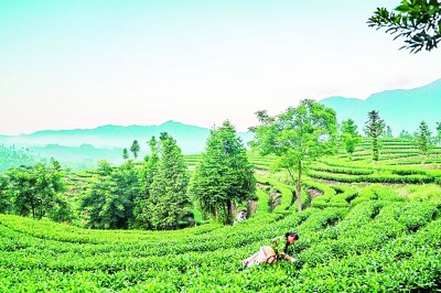 福建:八閩大地奏響高質量發(fā)展最強音 福建:八閩大地奏響高質量發(fā)展最強音