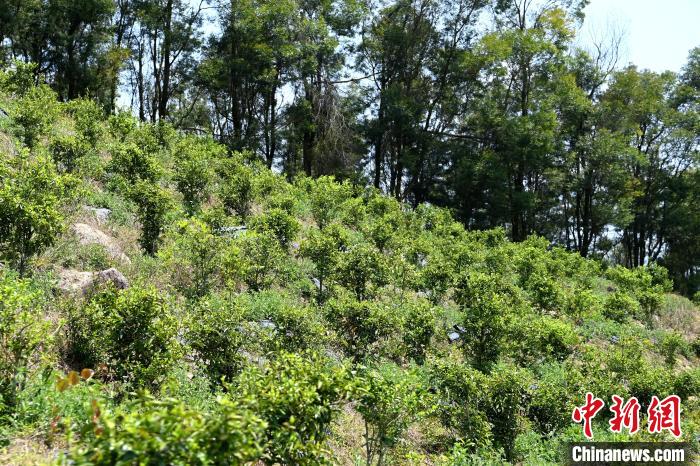 張高漢在深山內(nèi)大力發(fā)展林下經(jīng)濟。　張金川 攝