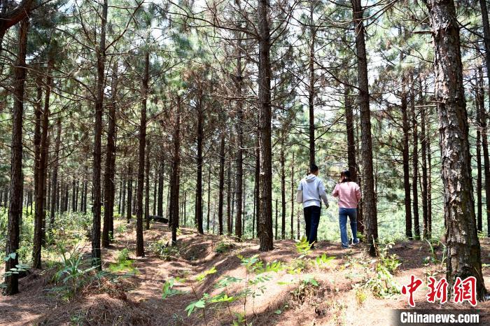 張高漢種植的松樹林。　張金川 攝