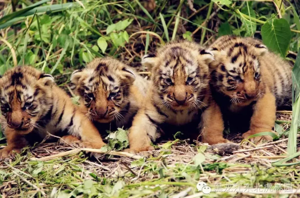 1727588980071.png 1727588980071.png