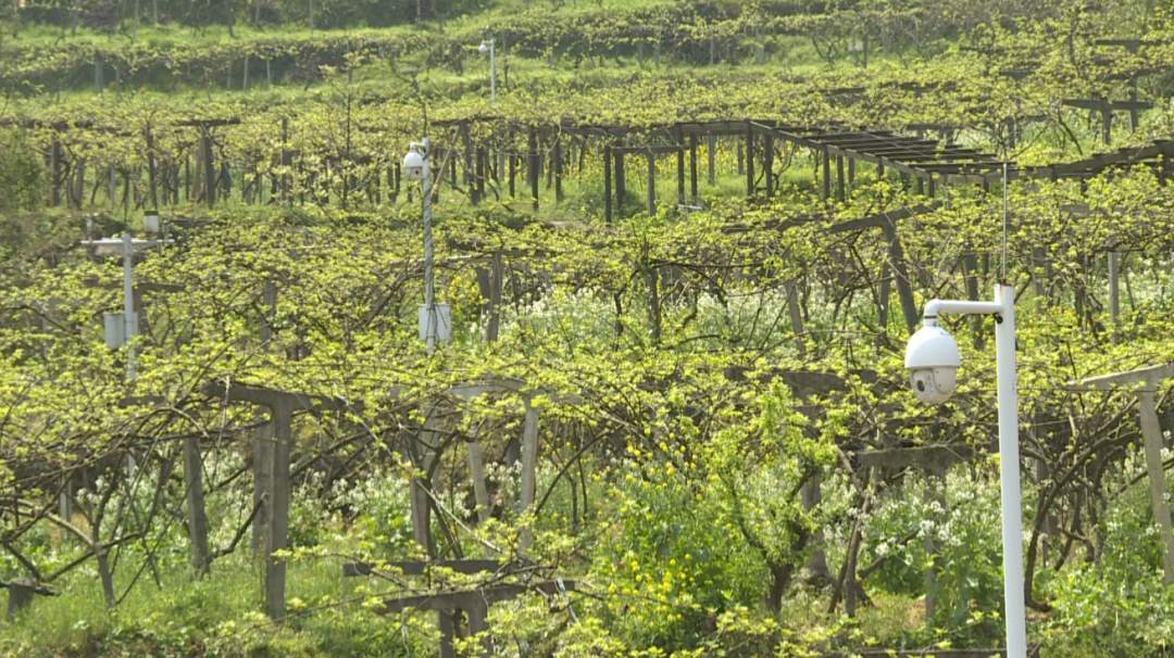 貴陽修文獼猴桃種植園 來源:網絡.png?x-oss-process=style/w10